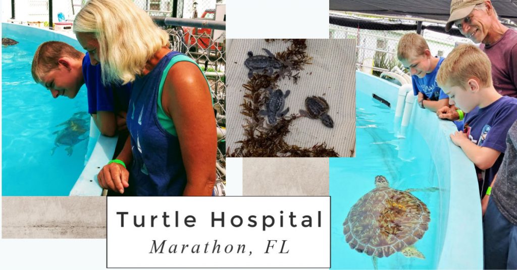learning about sea turtles at the turtle hospital, Marathon, FL 