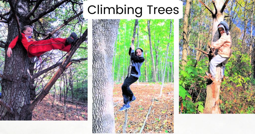 boys climbing trees in forest 