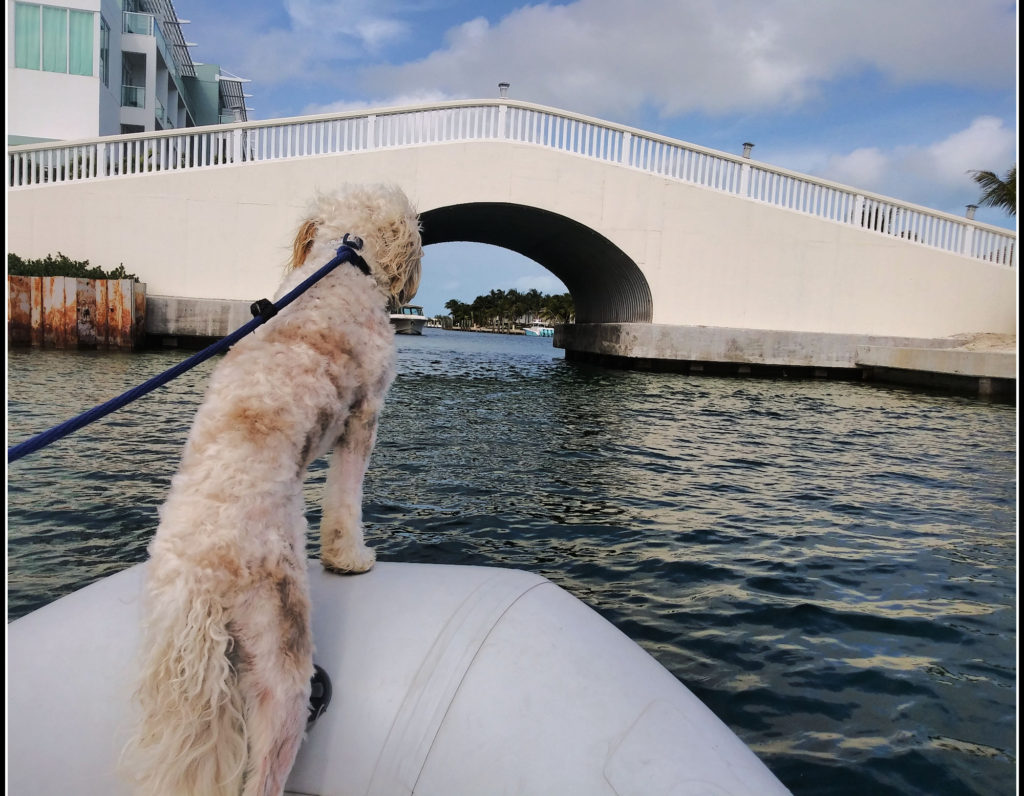dog named "crew" perched on bow of dinghy during dinghy ride through a bimini resort harbor 