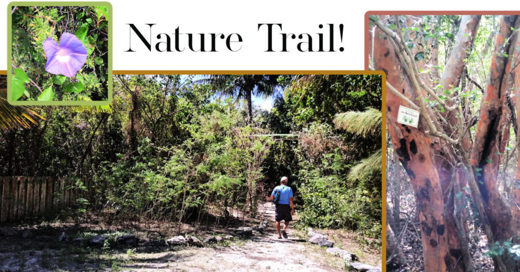 man walking on a nature trail in South Bimini, Poisonwood tree trunk, purple flower