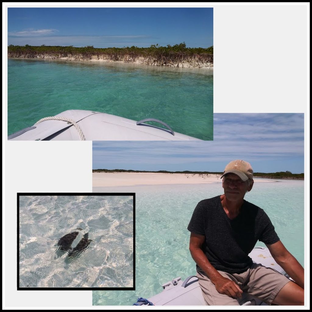 Tony steering dinghy through creek, turtle swimming by, mangroves on edge of creek