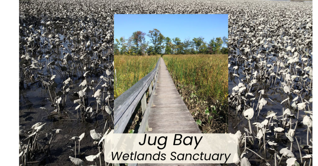 Wetlands Sanctuary, Maryland