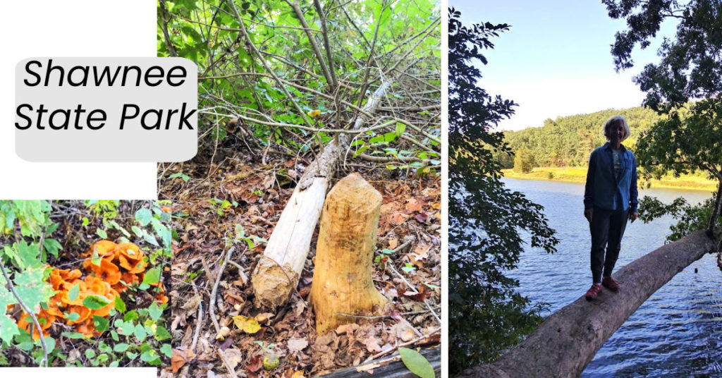 hiking on a road trip included trail with trees down, Julie on a fallen tree over the water, a fallen tree from a beaver, orange mushrooms at Shawnee state park 