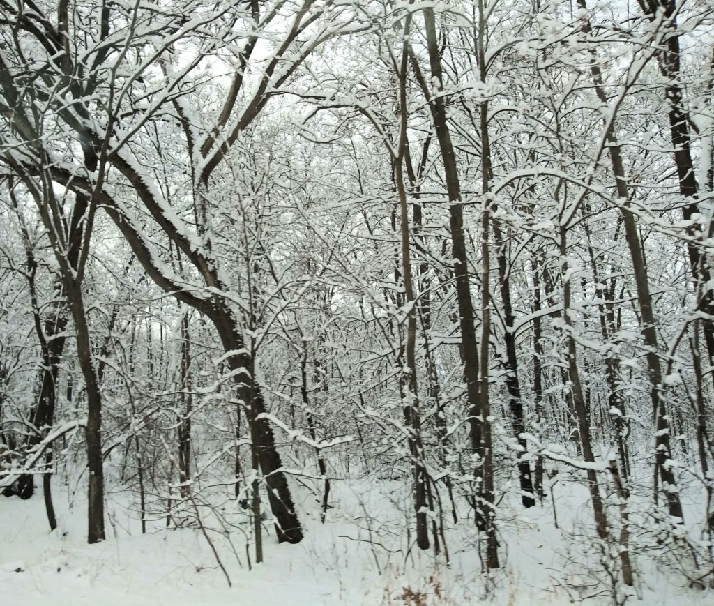 winter scene of snow on the trees