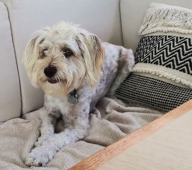 boatdog "Crew" on a settee 