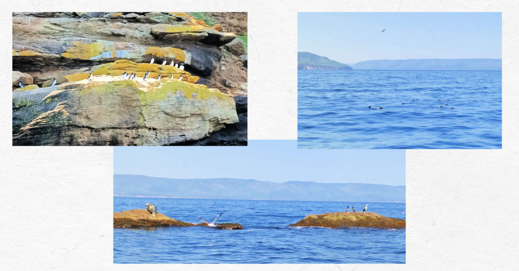 collage of photos of birds seen in Nova Scotia near bird island while on a bird tour 
