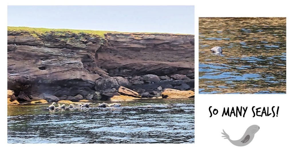 Atlantic seals in Nova Scotia 