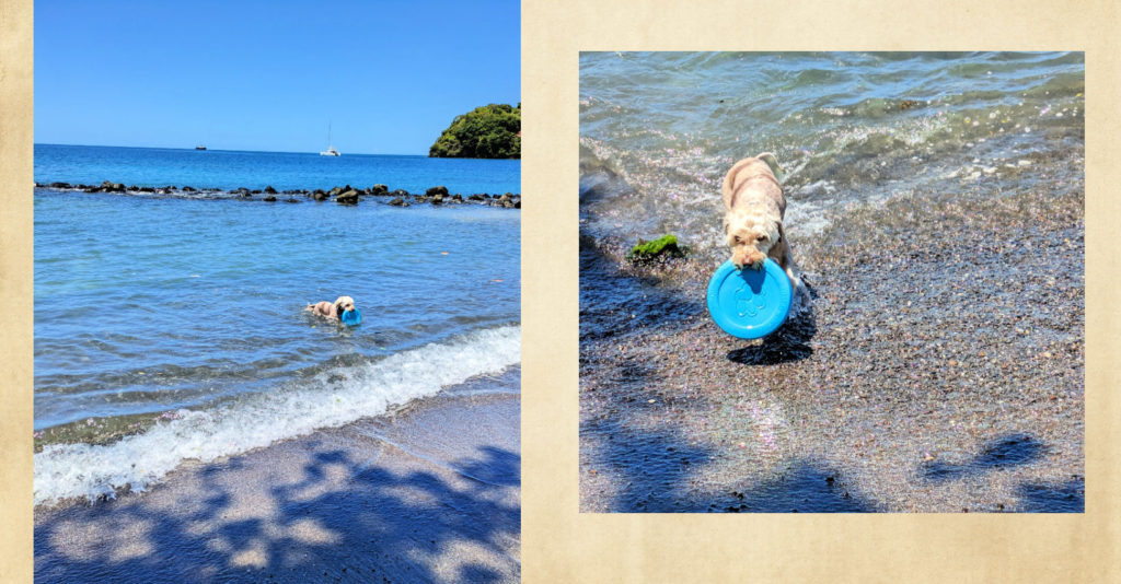 dog fetching frisbee in the water and returning it to the beach 