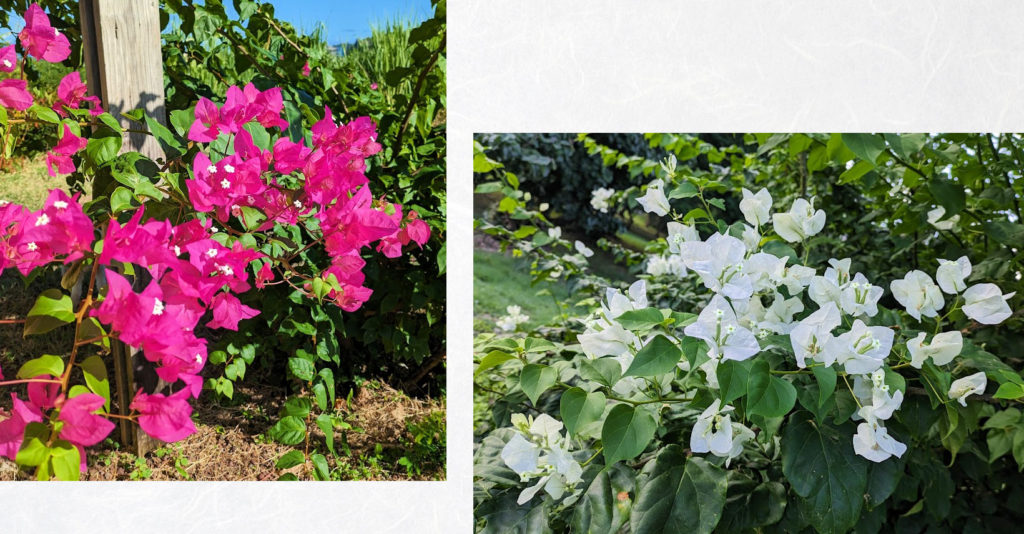 two different close ups of flowers, a pink flower with white center and white flowers 