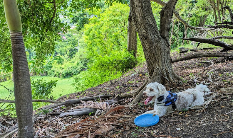 dog resting in the woods under the shade of trees next to his frisbee