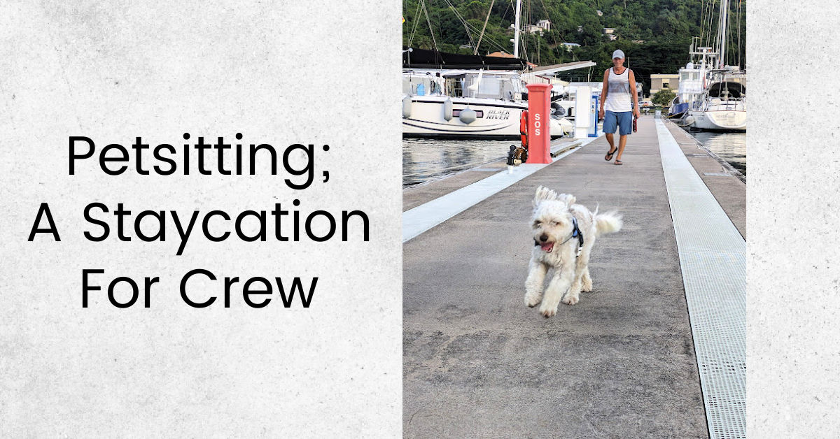 dog running down dock with man and boats in background