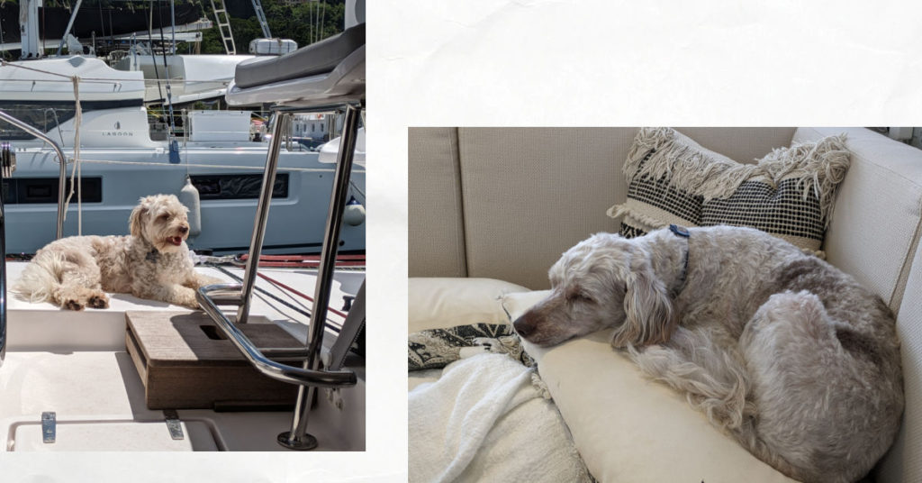 puppy resting onboard sailboat in the sun and in the cabin on a couch