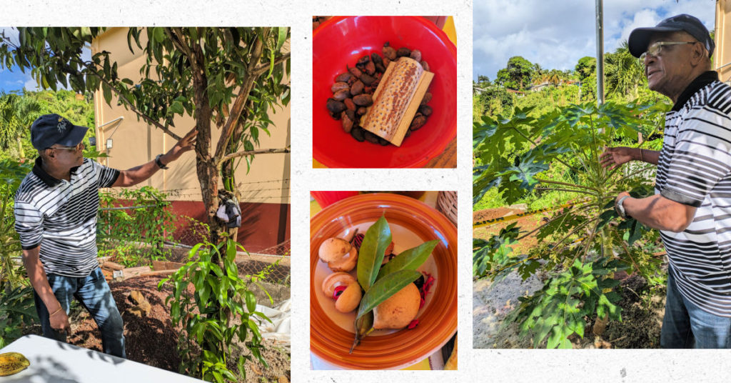 Tour guide cutty pointing out different plants in grenada and bowls of spices and cocoa 