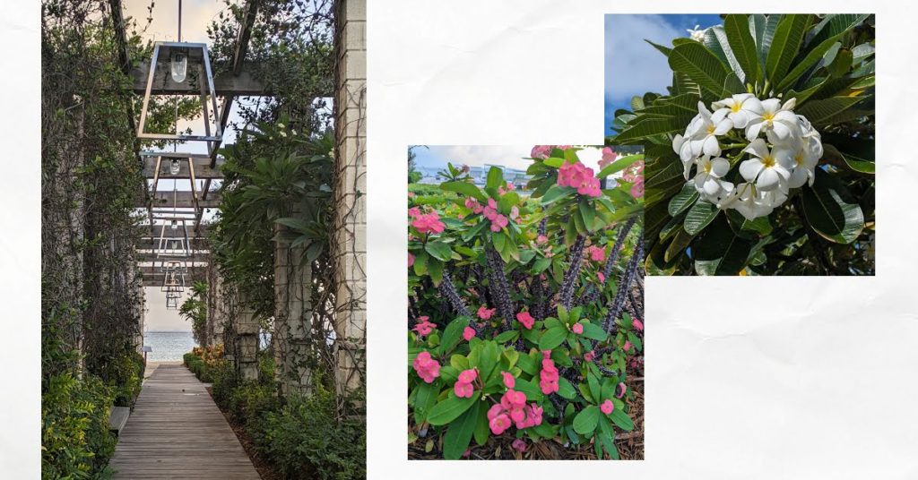 flowers and gardens on the marina grounds and restaurant in Canoun 