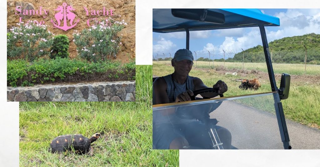 man driving golf cart, turtle, marina sign 