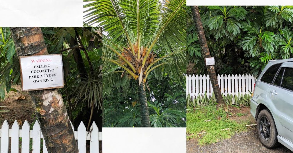 parking lot with warning sign about falling coconuts and top of coconut tree with car underneath