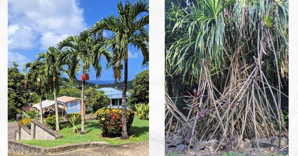 palm trees lining the street up on a hill, trees at the beach with tall pyramid shaped roots showing before the green tops 
