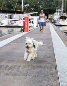 man walking down the dock with sailboats in background, white aussie doodle running down the dock 