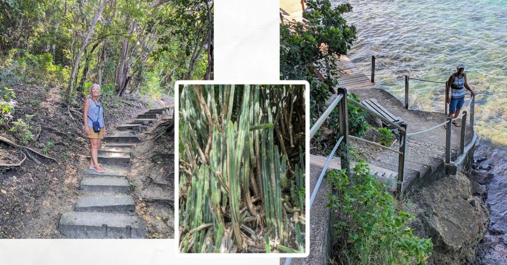 waterfront walkway steps going up and view looking down, pic of cactus 