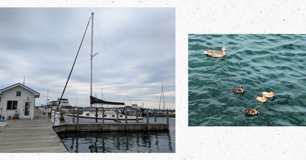 sailboat at dock and ducks in water - adult and baby ducks 