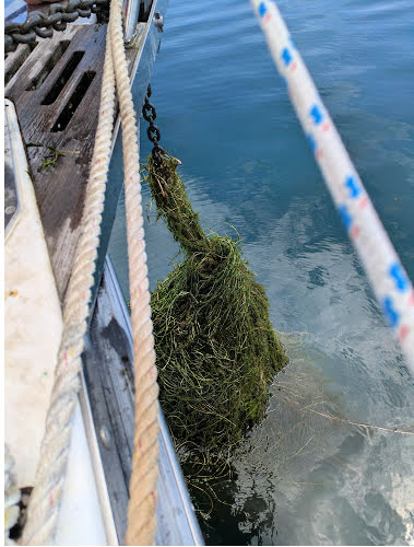 anchor covered with weeds coming up to bow of sailboat 