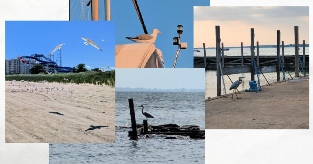 collage of birds seen on beach, atop boat, on the dock, on the rocks near the water in Sandusky ohio