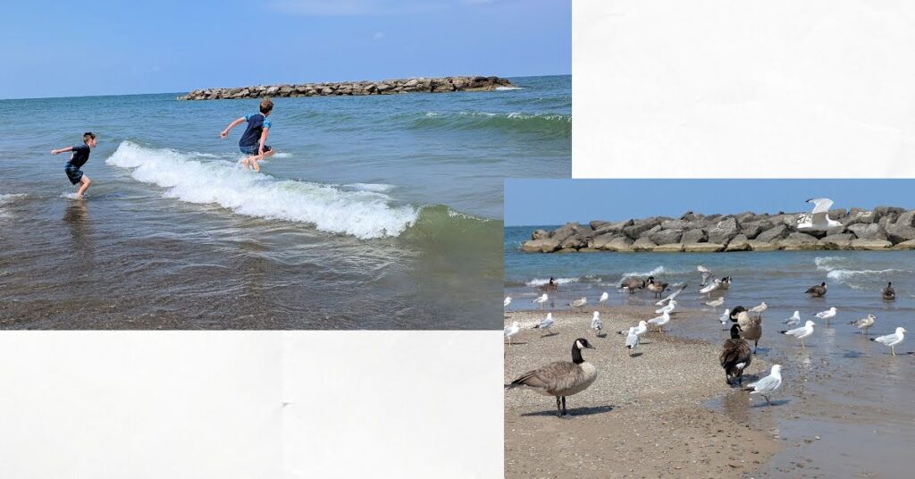 boys jumping waves at beach, birds at the beach
