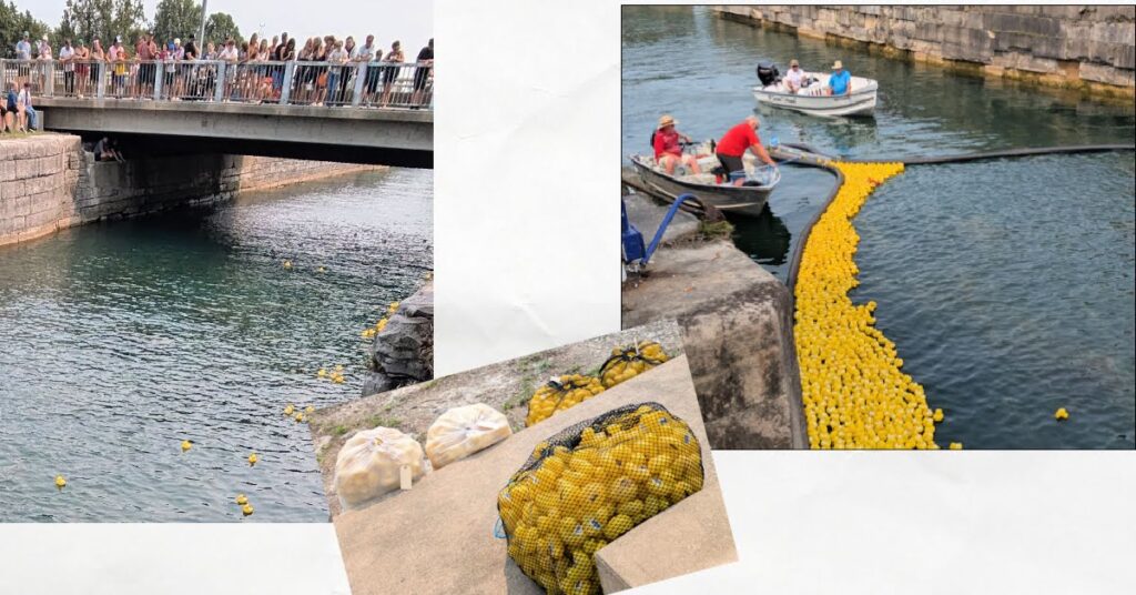 rubber duck fundraiser down the old welland canal, people watching the race, ducks collected in a funnel
