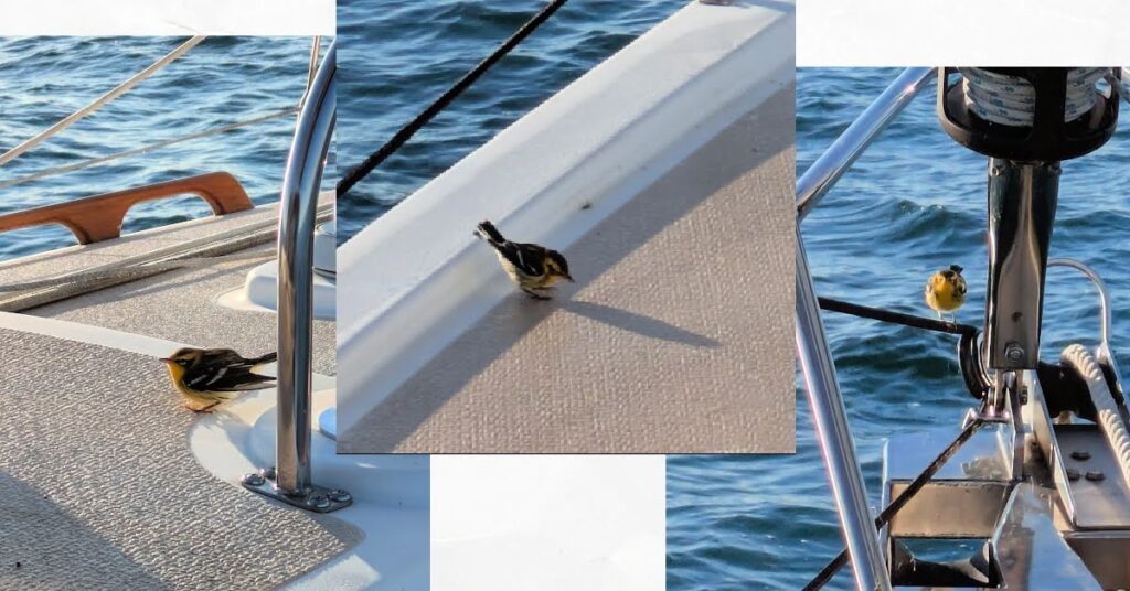 small bird on sailboat deck and on bowsprit of boat 

